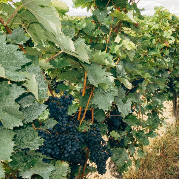 Weinreben Deutschland